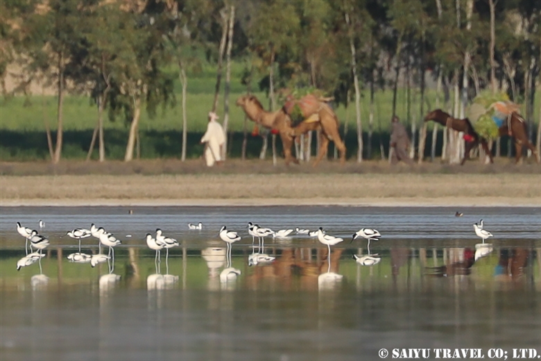 Pied Avocet –Soon Valley